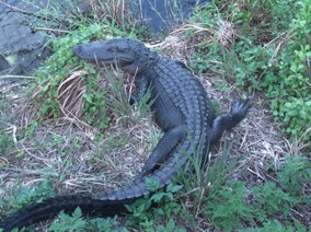 Florida Crocodile #3