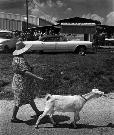 Woman walking Goat